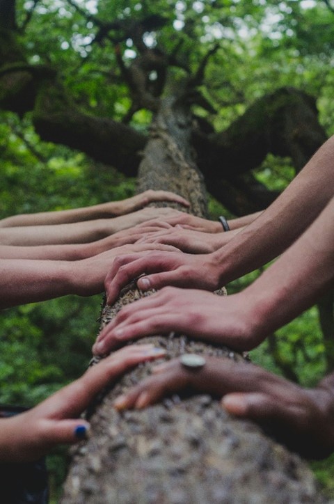 Hands resting on a tree trunk